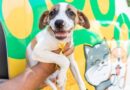 Prefeitura de Cuiabá e UFMT realizam mutirão de castração para animais resgatados