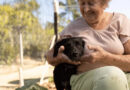 Projeto promove interação entre cães e idosos no Abrigo Bom Jesus, em Cuiabá
