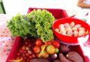 Feira “Sabor do Campo” começa nesta segunda-feira ao lado da Câmara de Vereadores
