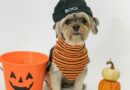 Halloween Pet é a atração deste fim de semana em shopping da capital