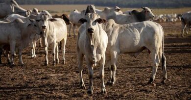 World Meat Congress começa nesta terça em Cuiabá e reúne lideranças globais da pecuária