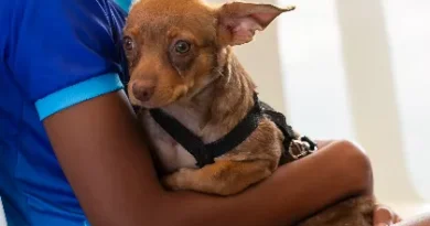 Sábado acontece “Cãominhada Mulher e Pet”