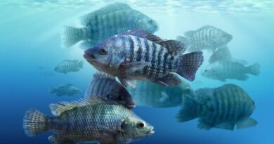 Sanidade é pilar estratégico para sustentabilidade e produtividade da aquicultura brasileira