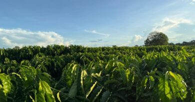 Seaf fortalece Rota do Café, impulsiona nova fronteira produtiva e reposiciona Mato Grosso no cenário nacional da cafeicultura