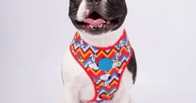 O que os pets dizem sobre nós: a relação entre tutores e animais
