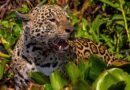 Com voz de Fernanda Torres, filme sobre onças do Pantanal de MT estreia em SP e disputa o “Oscar da natureza”