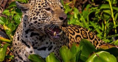 Com voz de Fernanda Torres, filme sobre onças do Pantanal de MT estreia em SP e disputa o “Oscar da natureza”